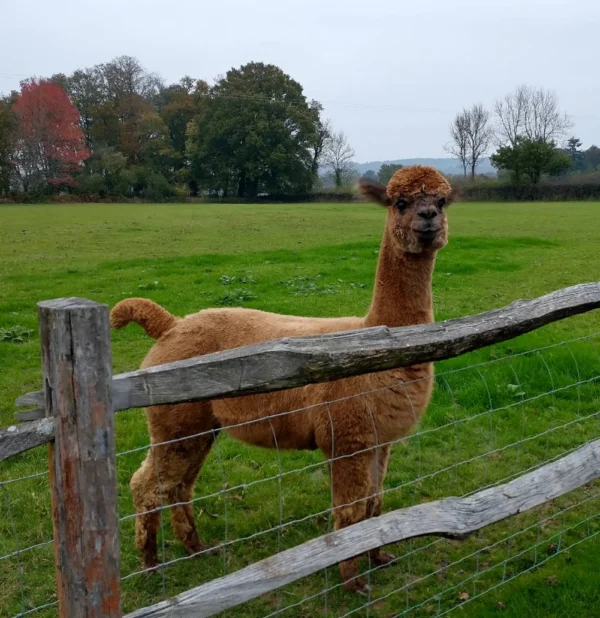 Alpacas At Whipley Manor Farm Cafe Restaurant Near Guildford Cranleigh Brunch Lunch Surrey