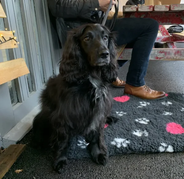 Dog Friendly Restaurant Maddings