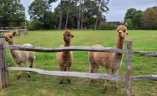 See Alpacas Surrey Hills Family Friendly Cafe Restaurant Maddings Whipley Manor Farm Bramley