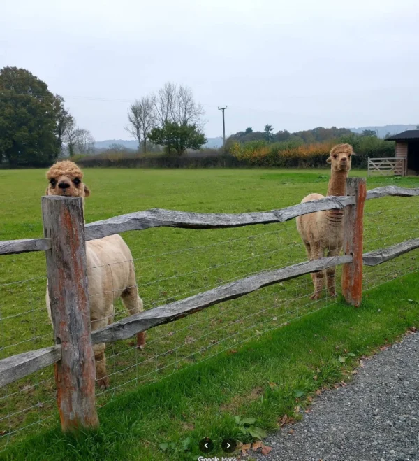 See Alpacas While Eating At Maddings Cafe Restaurant Whipley Manor Farm Surrey Hills Bramley