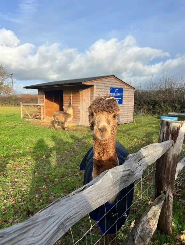 Where To See Alpacas Near Cranleigh Bramley Surrey Family Lunch Maddings Whipley Manor Farm