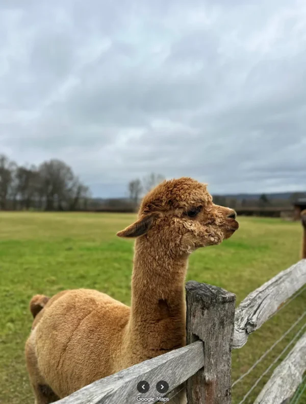 Where To See Alpacas Near Guildford Surrey Family Day Out Maddings Cafe Restaurant Farm